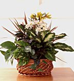 Funeral Plants